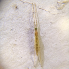 Styringomyia