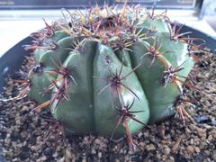 Melocactus matanzanus