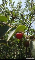 Malpighia mexicana