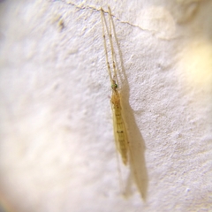 Styringomyia