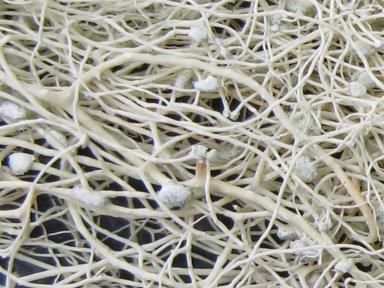 Alectoria sorediosa