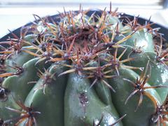 Melocactus matanzanus