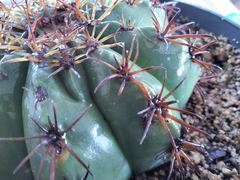 Melocactus matanzanus