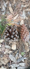 Pinus roxburghii