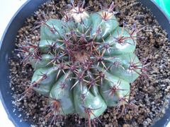 Melocactus matanzanus