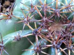 Melocactus matanzanus