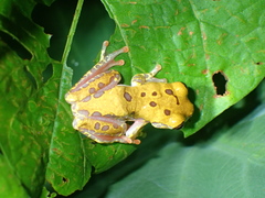 Dendropsophus triangulum