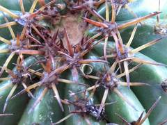 Melocactus matanzanus