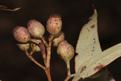 Corymbia trachyphloia