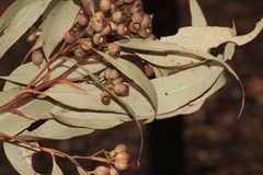 Corymbia trachyphloia