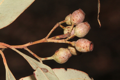 Corymbia trachyphloia