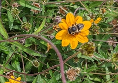 Megachile parallela