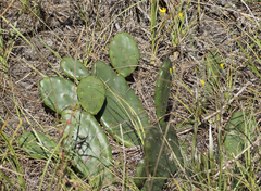 Opuntia mesacantha