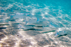 Crenimugil crenilabis