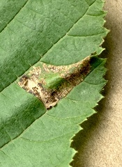 Phyllonorycter intermixta
