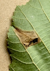 Phyllonorycter intermixta