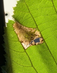 Phyllonorycter intermixta