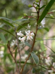 Leucopogon australis