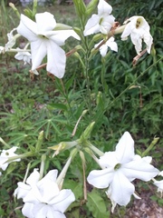 Nicotiana alata