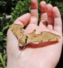 Protambulyx strigilis