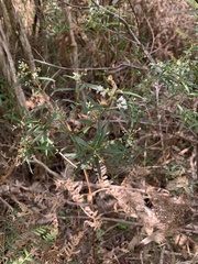 Leucopogon australis