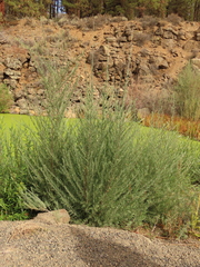 Salix exigua hindsiana