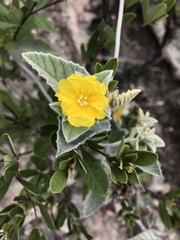 Daustinia montana