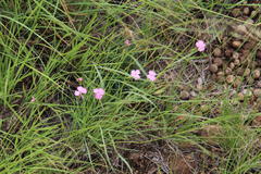 Dianthus basuticus