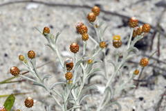 Helichrysum cochleariforme