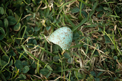 Turdus falcklandii magellanicus