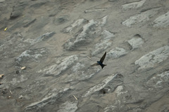 Pygochelidon cyanoleuca patagonica