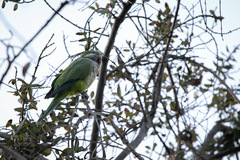Myiopsitta monachus monachus