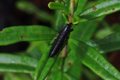 Rhinotia brunnea