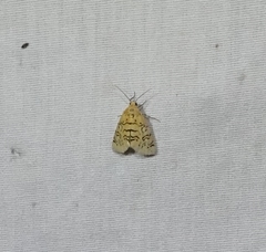 Chrysoecia atrolinea