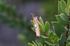 Canuza euspilella