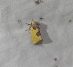 Stiria intermixta