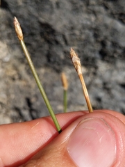 Eleocharis parishii