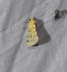 Chrysoecia atrolinea