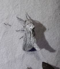 Inguromorpha itzalana