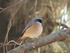 Phoenicurus phoenicurus phoenicurus