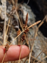 Carex serratodens