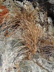 Carex serratodens