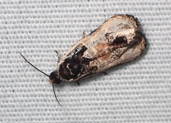 Olethreutes griseoalbana