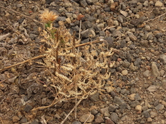 Trichostema simulatum