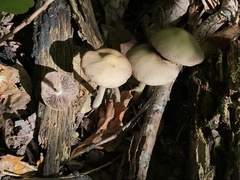 Psathyrella kauffmanii