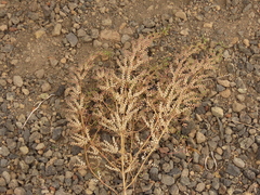 Trichostema simulatum