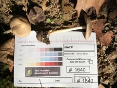 Psathyrella kauffmanii