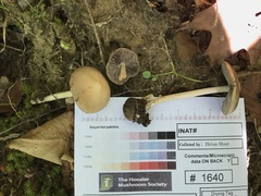 Psathyrella kauffmanii