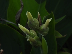 Canna × generalis