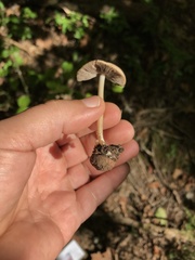 Psathyrella kauffmanii